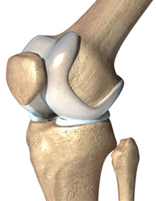 Picture of knee joint